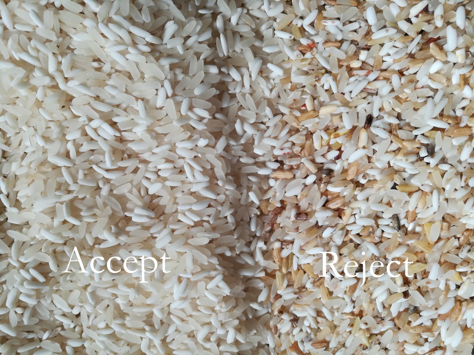 Gạo sau khi qua máy tách màu