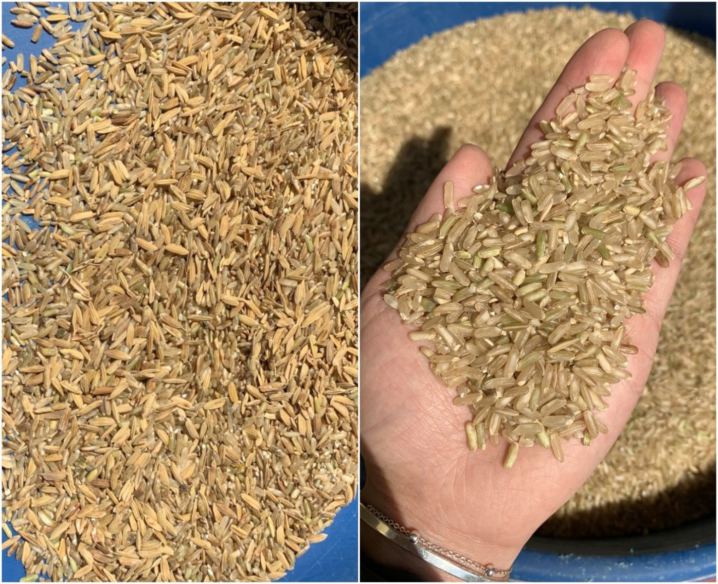 Thành phẩm qua máy tách màu gạo lứt